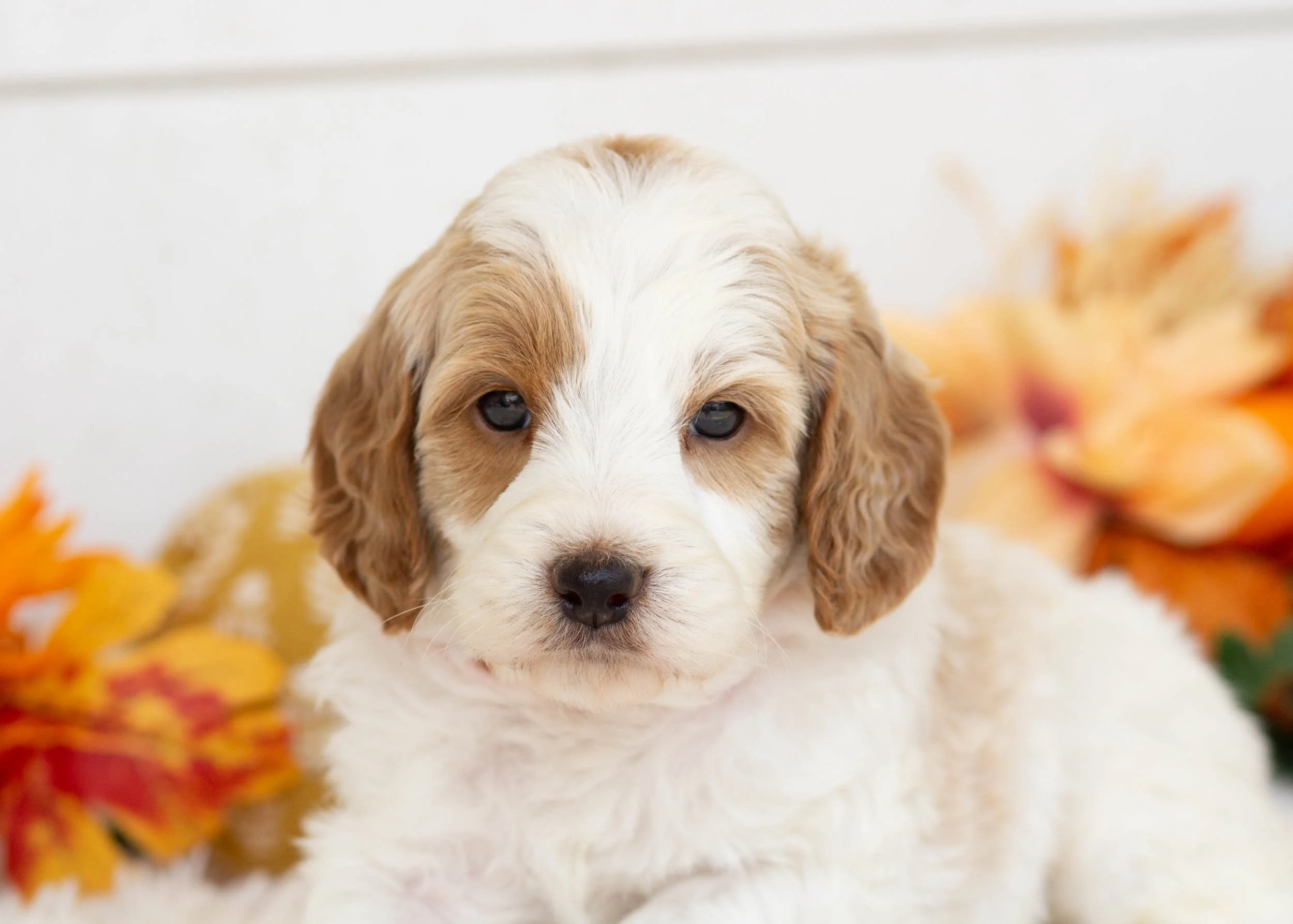 Wedge goldendoodle for sale(1).jpg