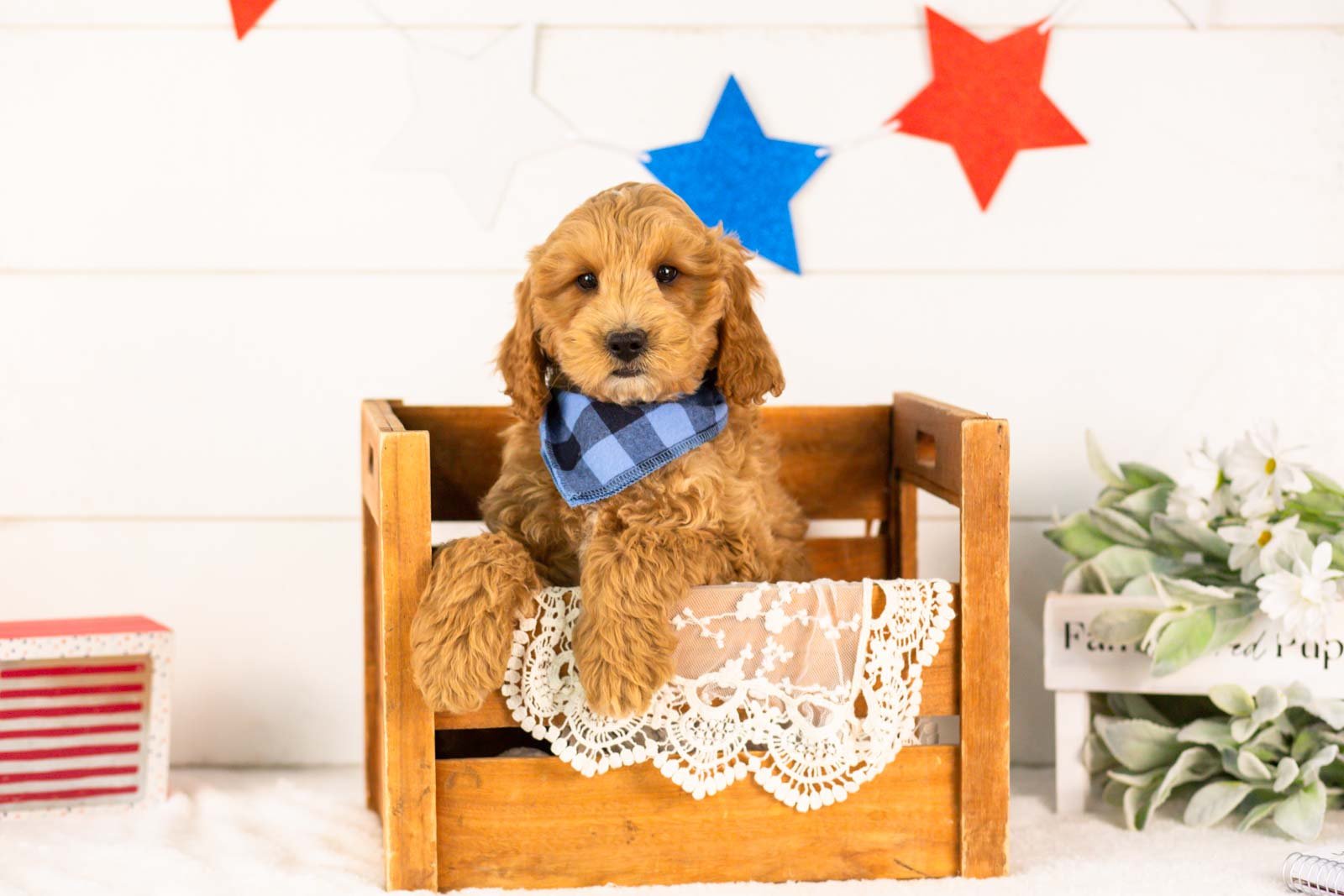 Jim goldendoodle for sale(2).jpg