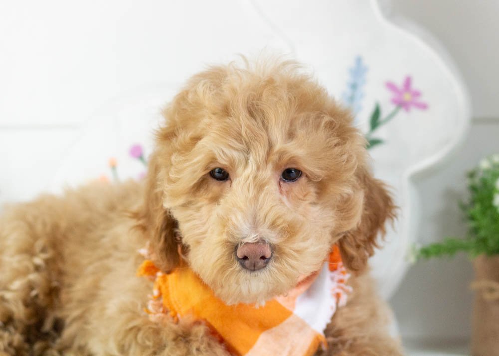goldendoodle for sale