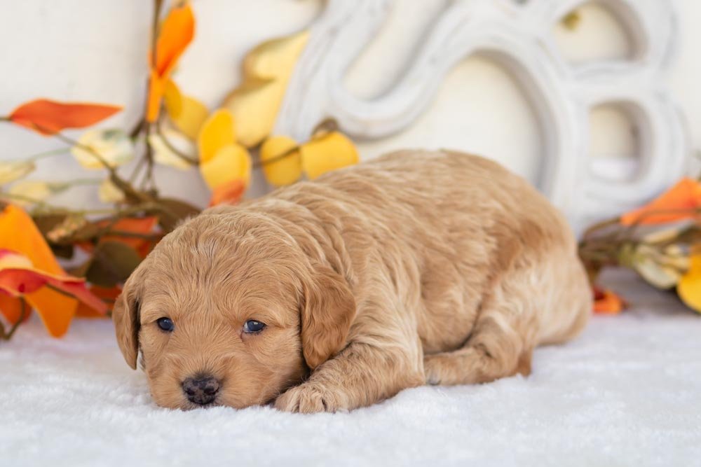 mac goldendoodle for sale(2).jpg