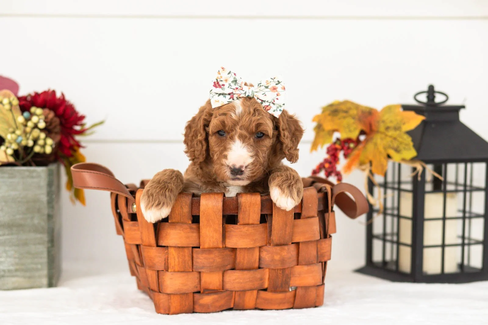 Evelyn goldendoodle for sale(4).jpg