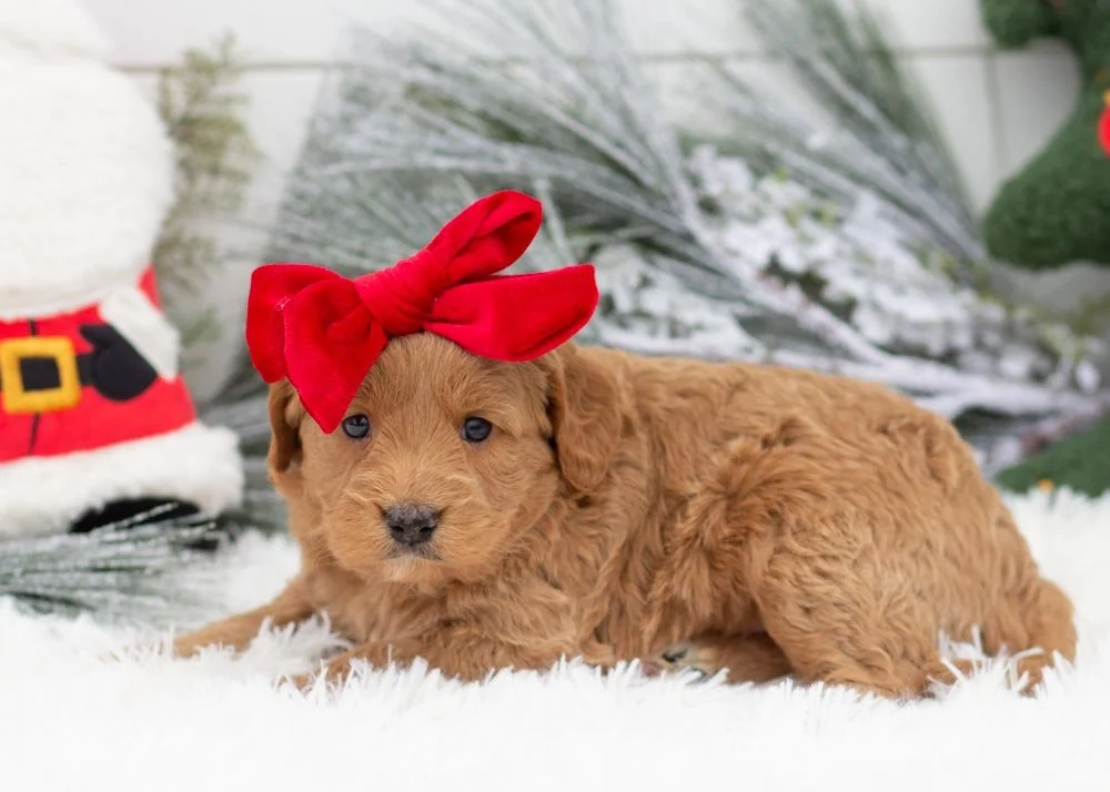 Rolls goldendoodles for sale(3).jpg