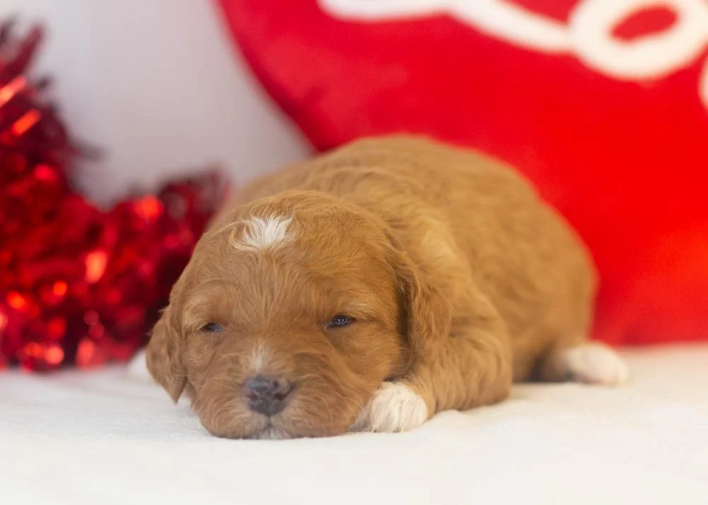 Barbara goldendoodle for sale.jpg