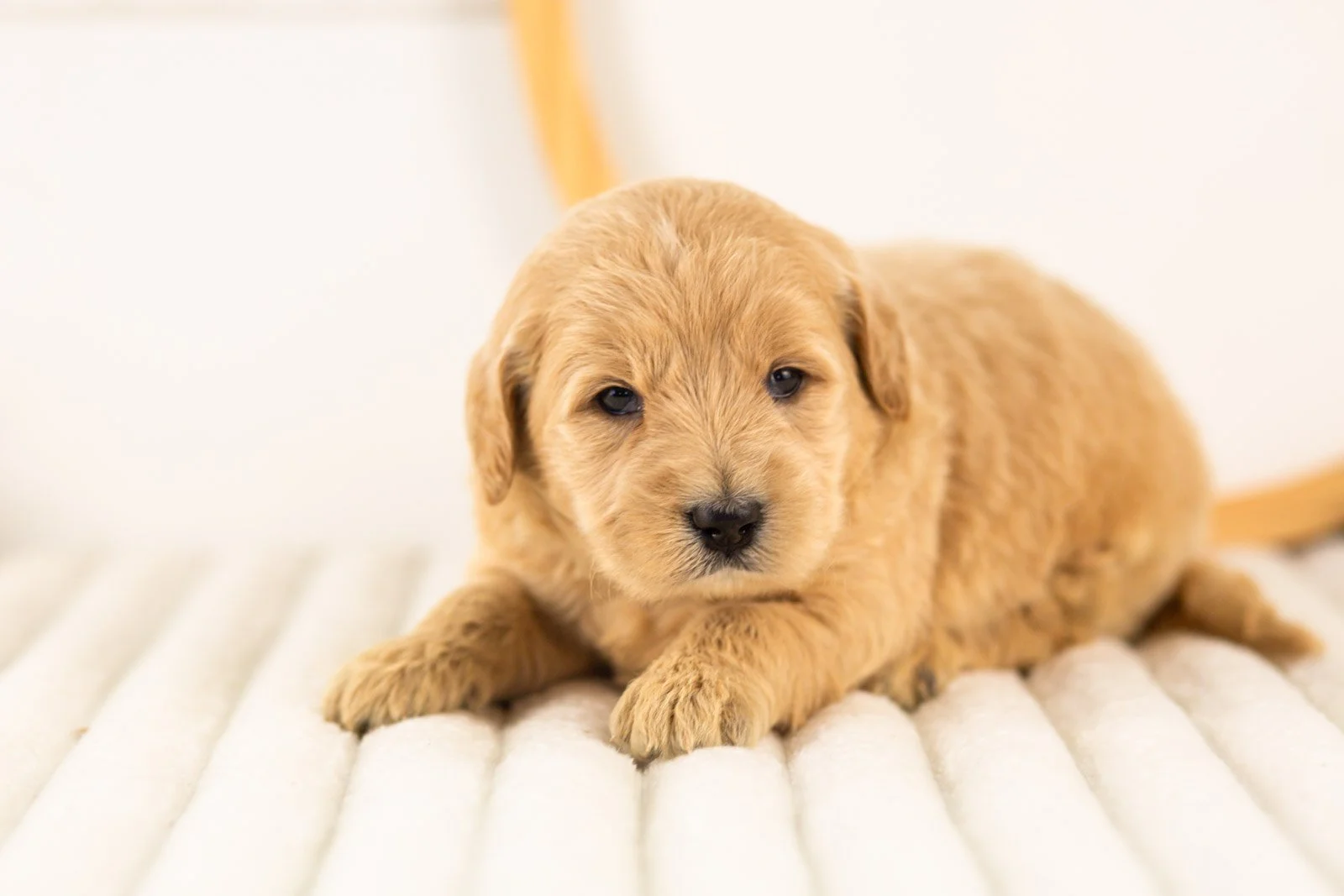 gandalf goldendoodle for sale.jpg