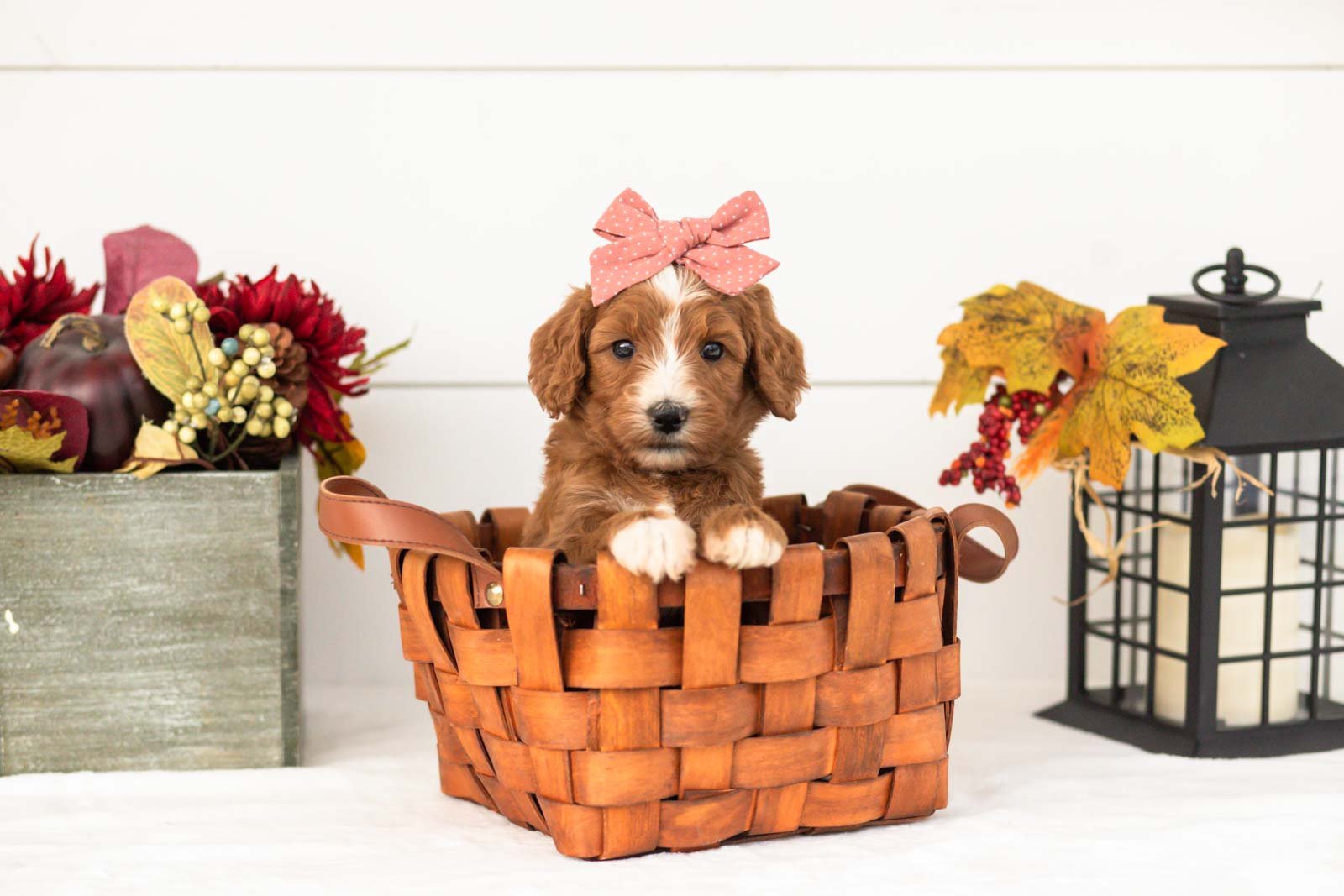 heffalump goldendoodle for sale.jpg