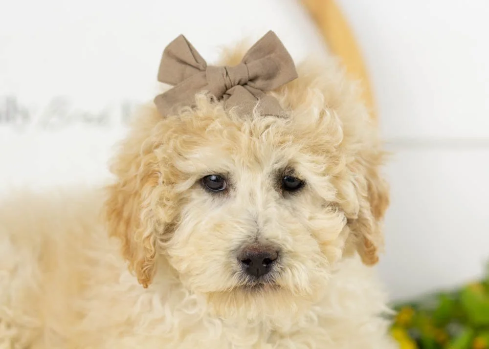 Darling goldendoodle for sale.jpg