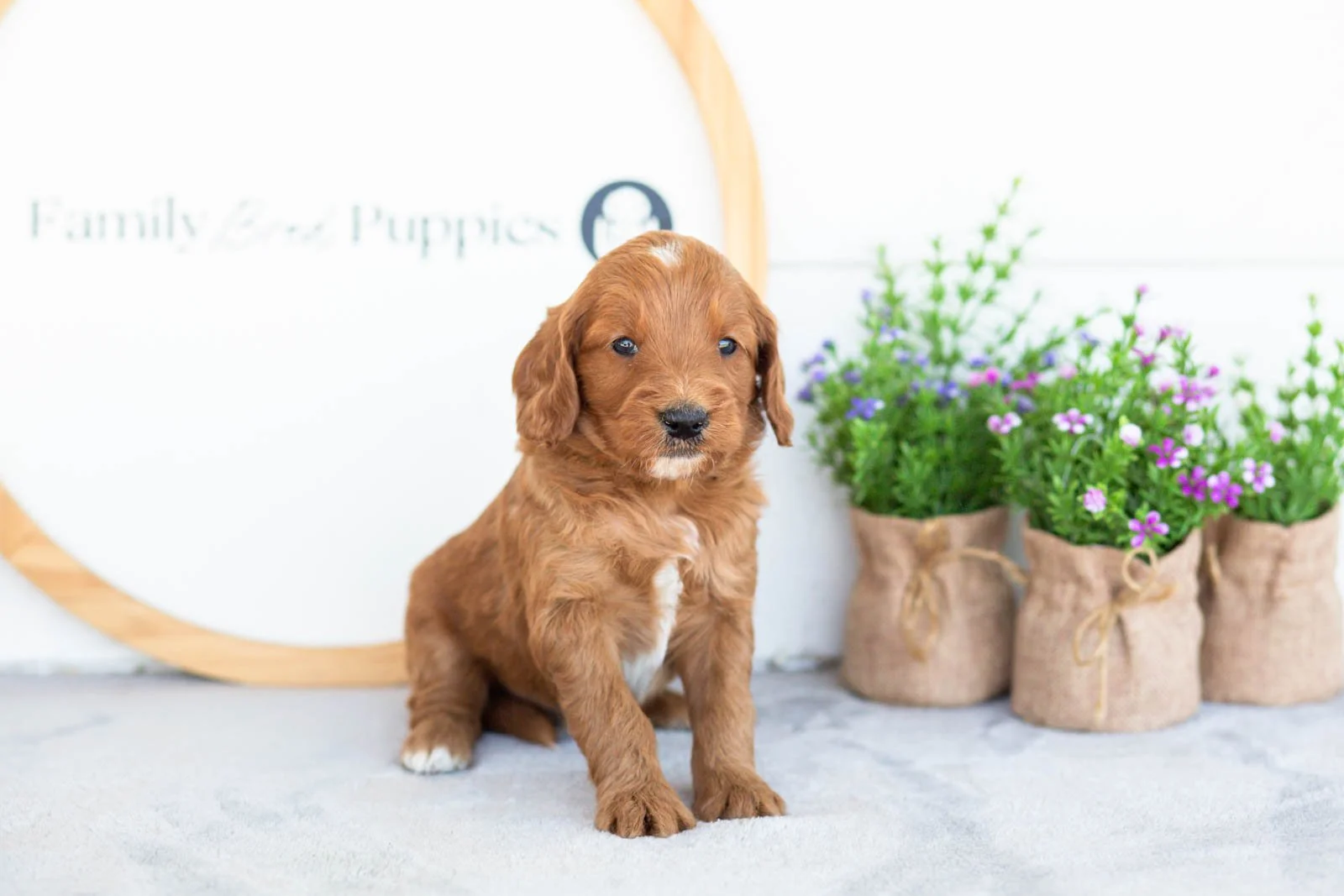 Eliza goldendoodle for sale(2).jpg