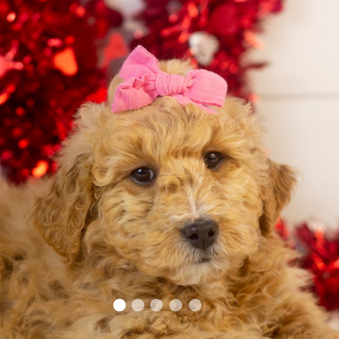 Copy of FBP Design.png