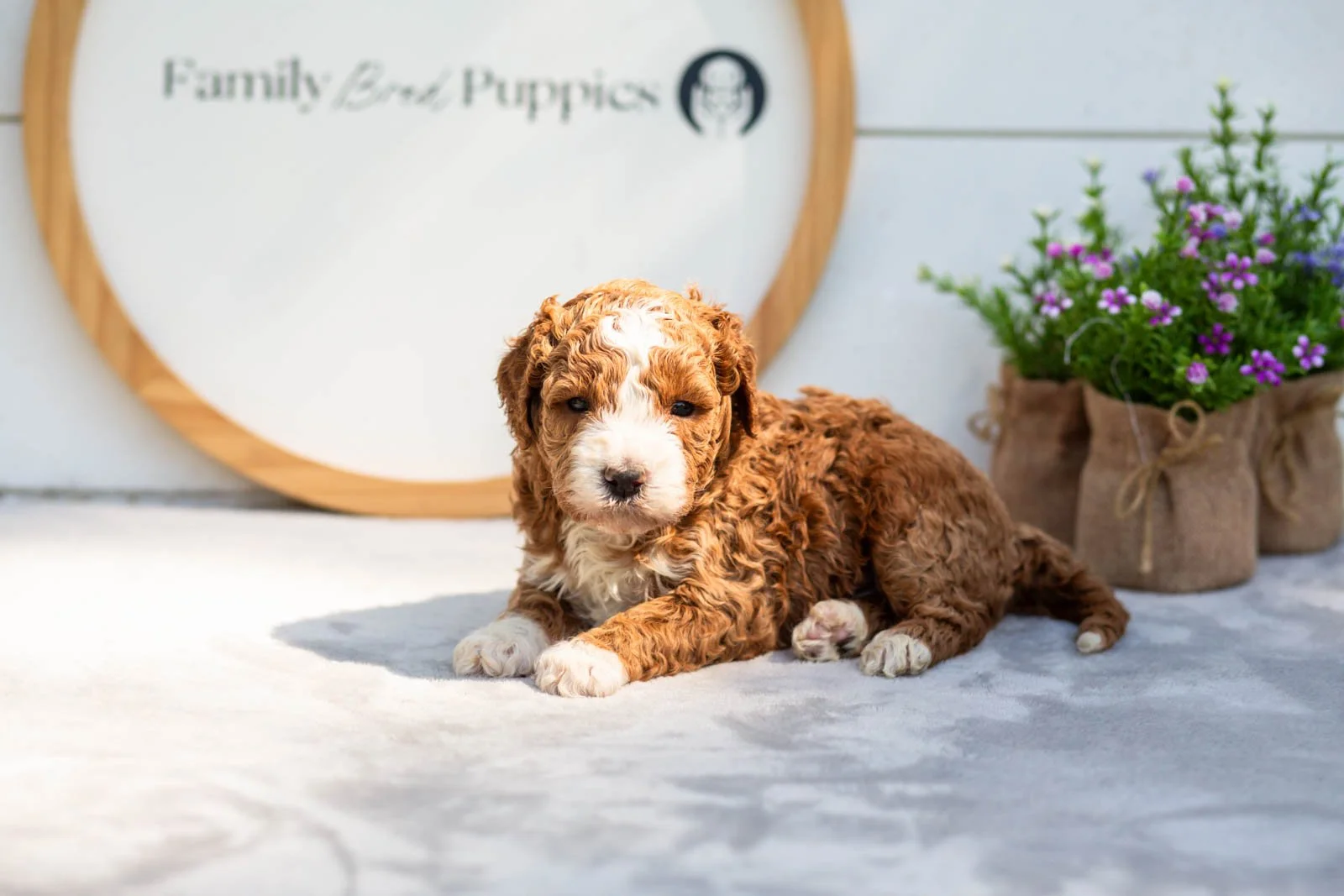 Basil goldendoodle for sale.jpg