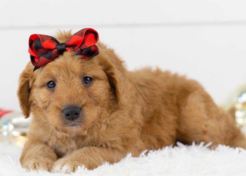 Peanut Goldendoodle for sale(1).jpg