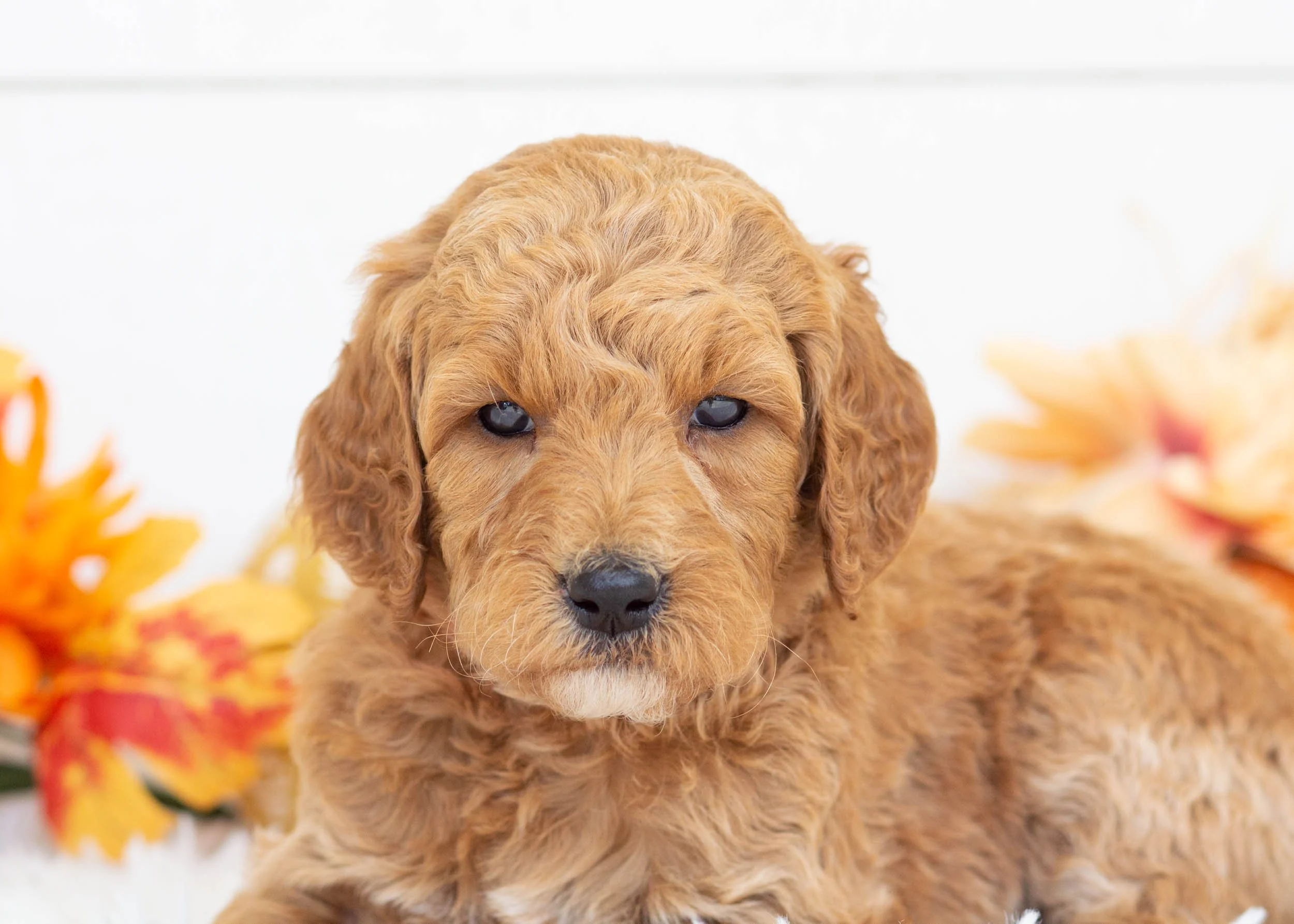 Bunker goldendoodle for sale(1).jpg