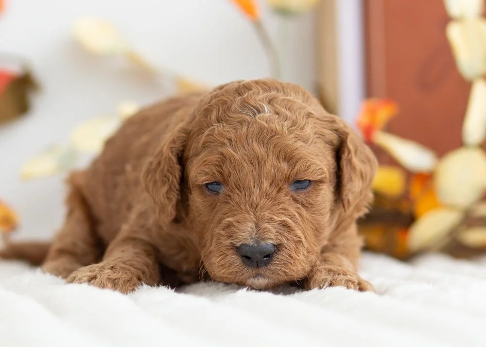Rocky Road goldendoodle for sale(1).jpg