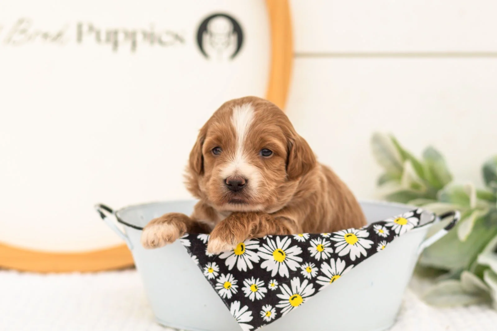 Jan goldendoodle for sale(4).jpg