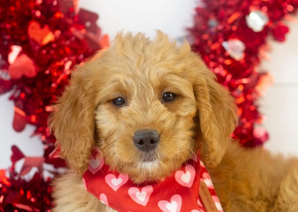 Peanut goldendoodle for sale(1).jpg