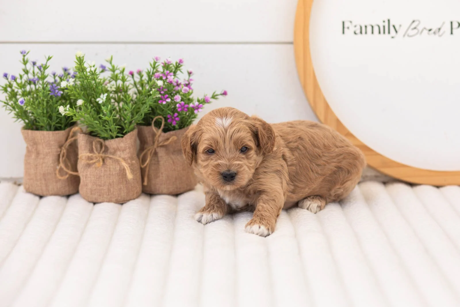 mason goldendoodle for sale(2).jpg