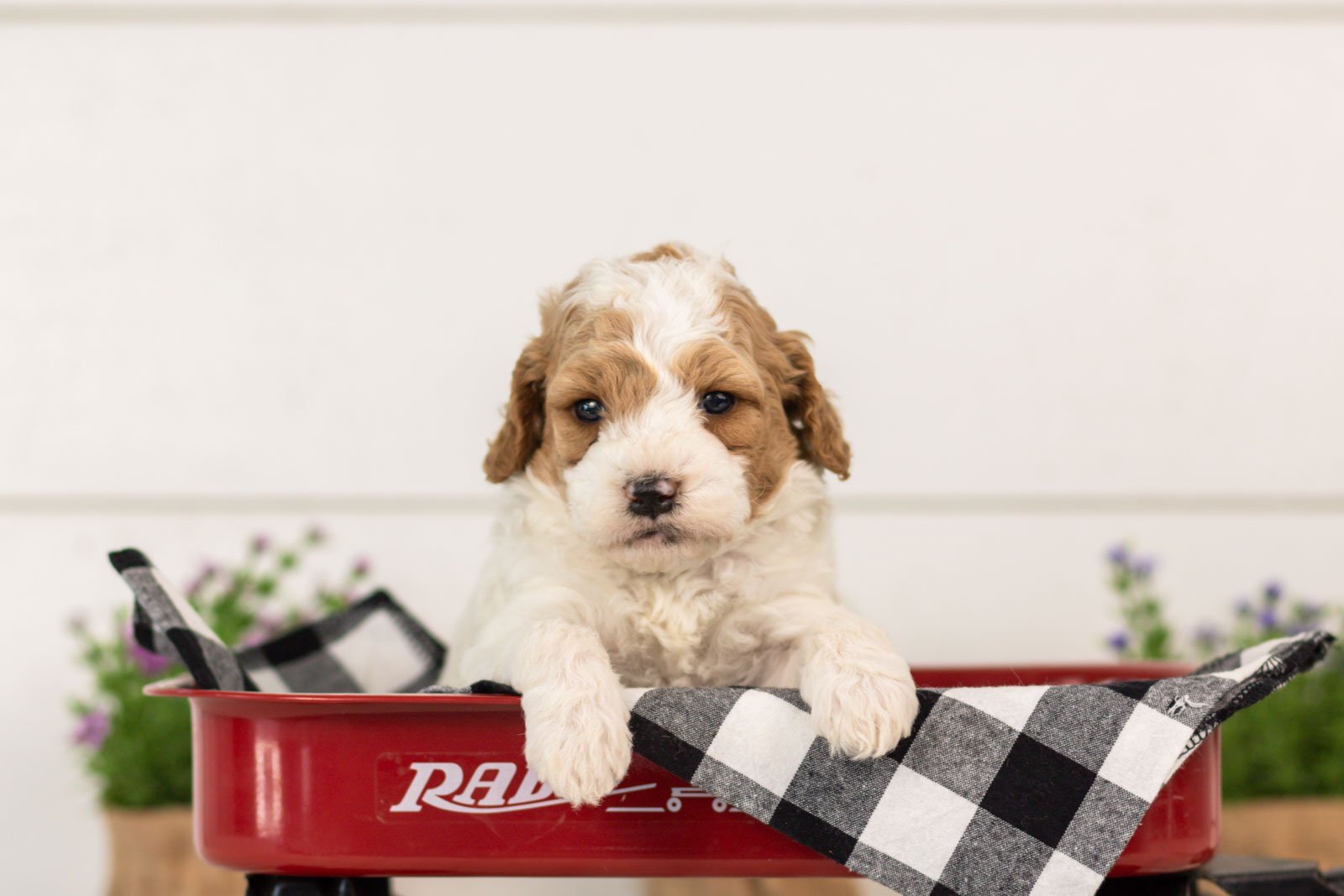 Dixie goldendoodle for sale(3).jpg