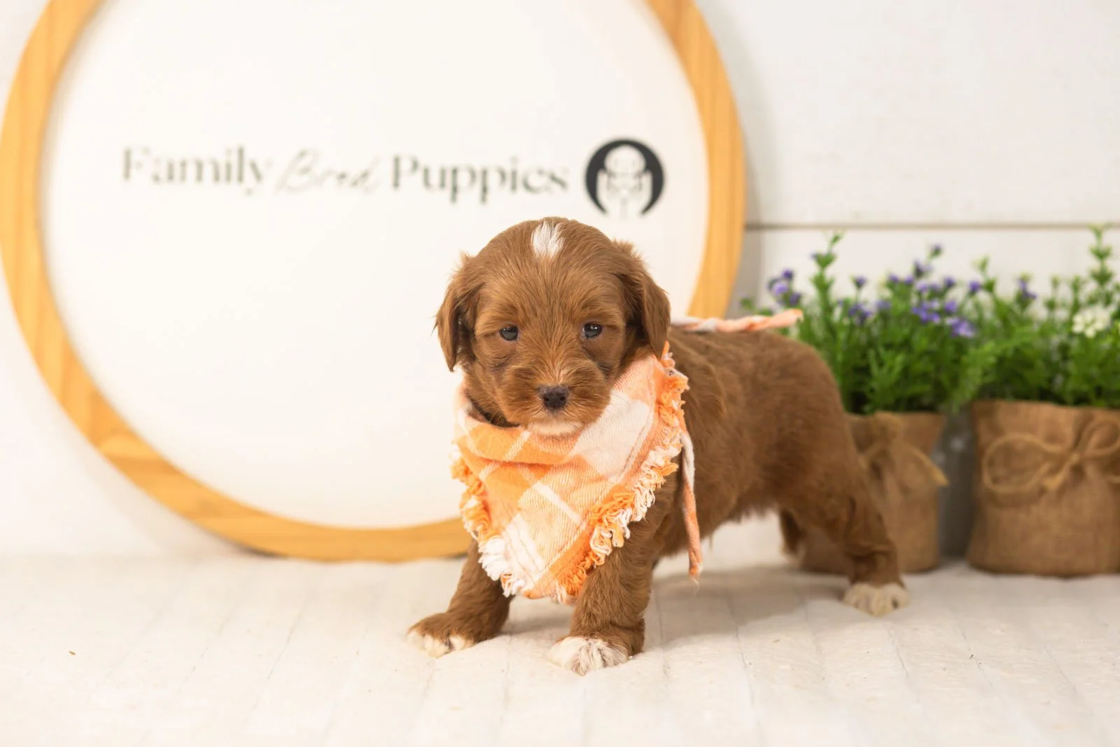 Vale goldendoodle for sale.jpg