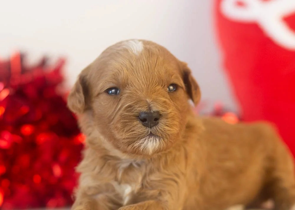 Keith goldendoodle for sale(3).jpg
