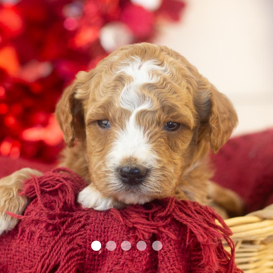 Copy of FBP Design.png