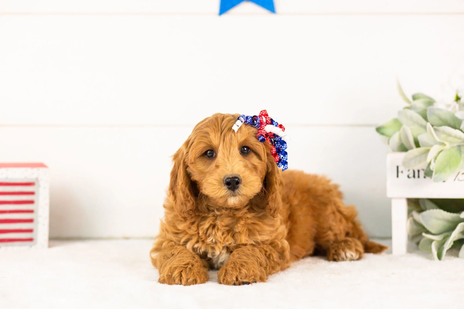 Pam goldendoodle for sale(2).jpg