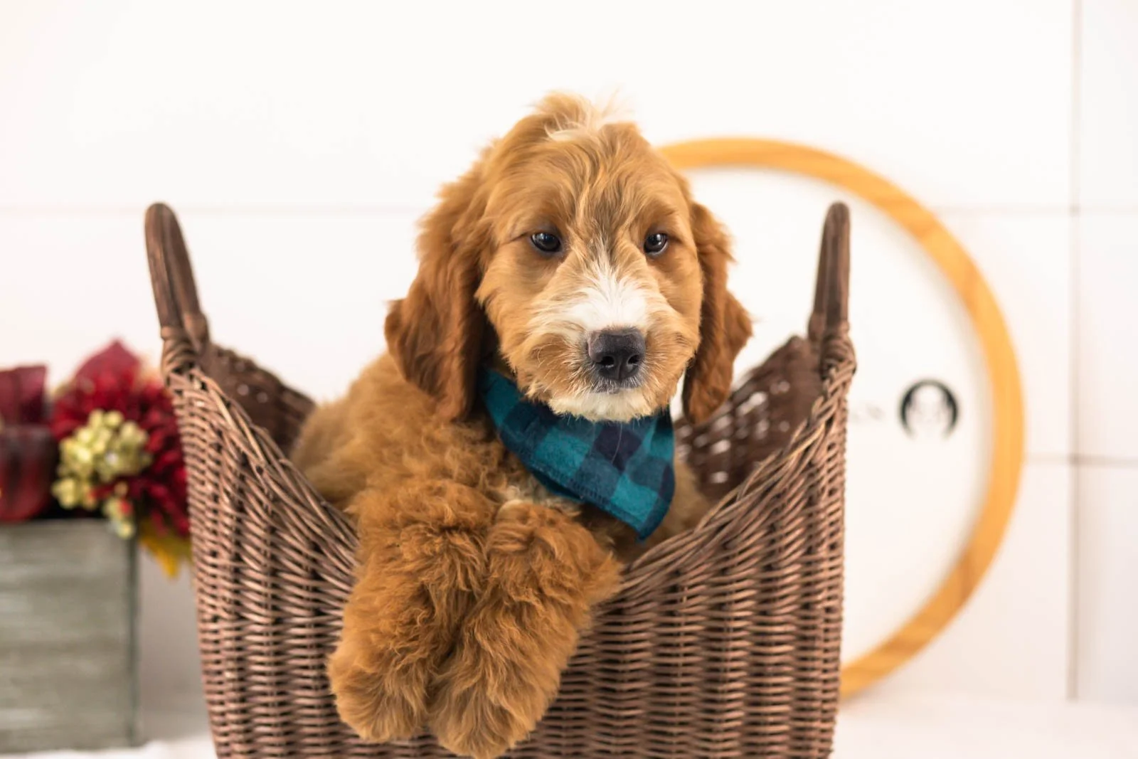 Maze goldendoodle for sale(1).jpg