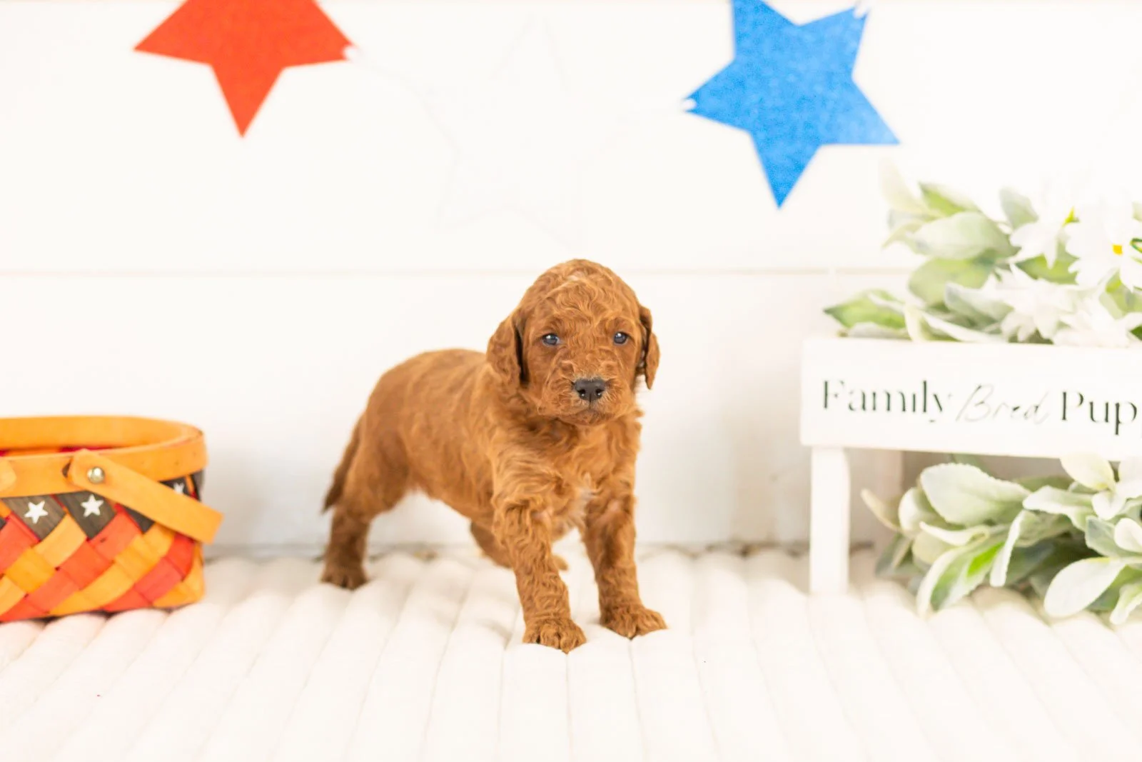 Zion goldendoodle for sale.jpg