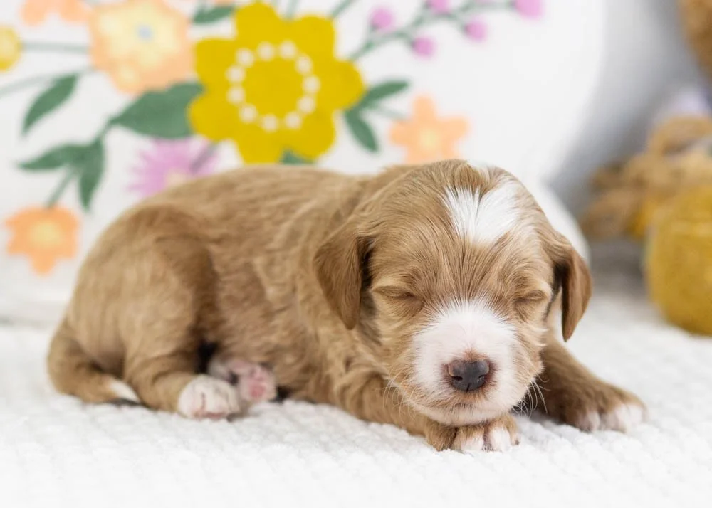 fisher goldendoodle for sale.jpg