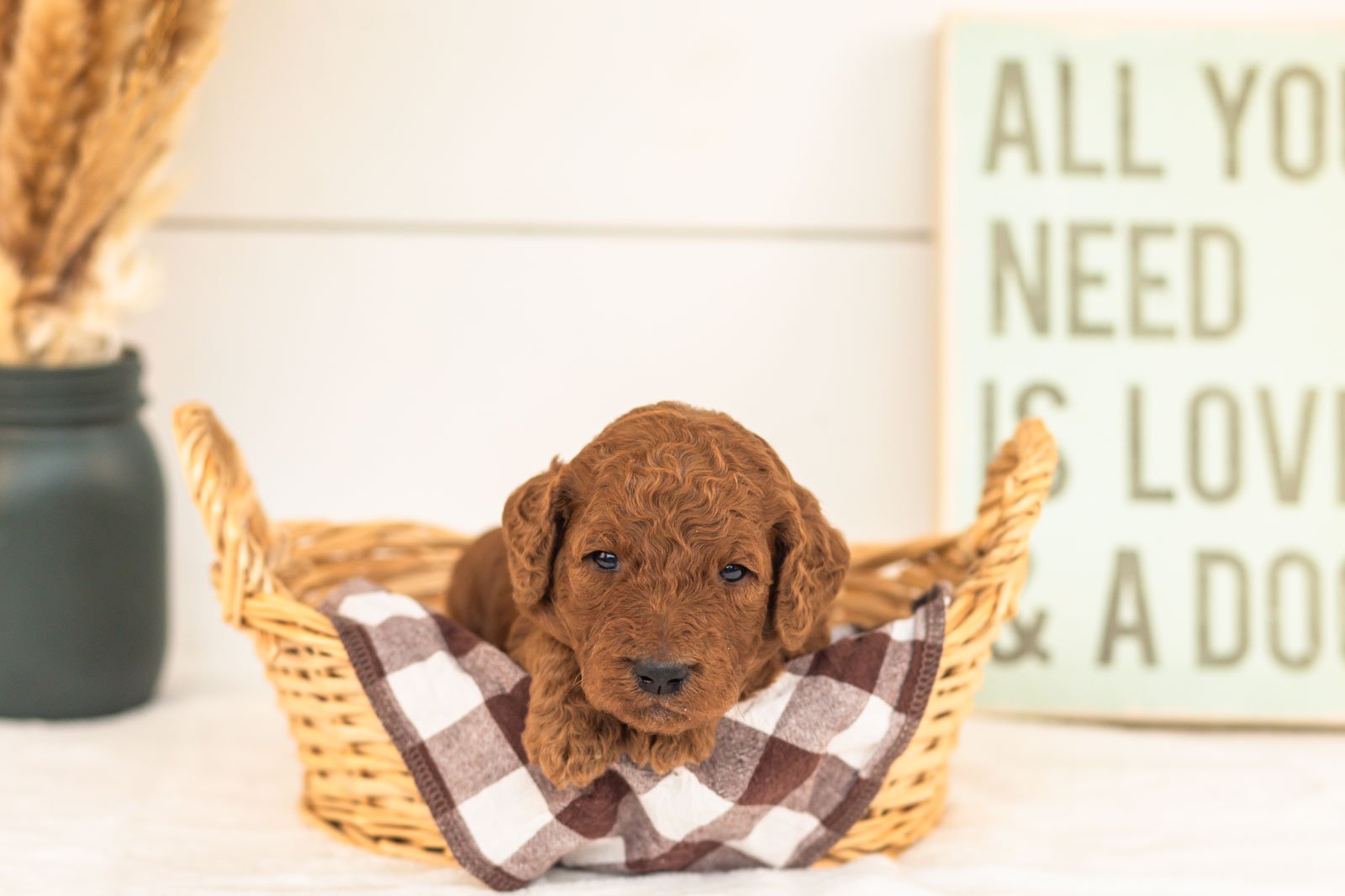 Roo goldendoodle for sale(2).jpg