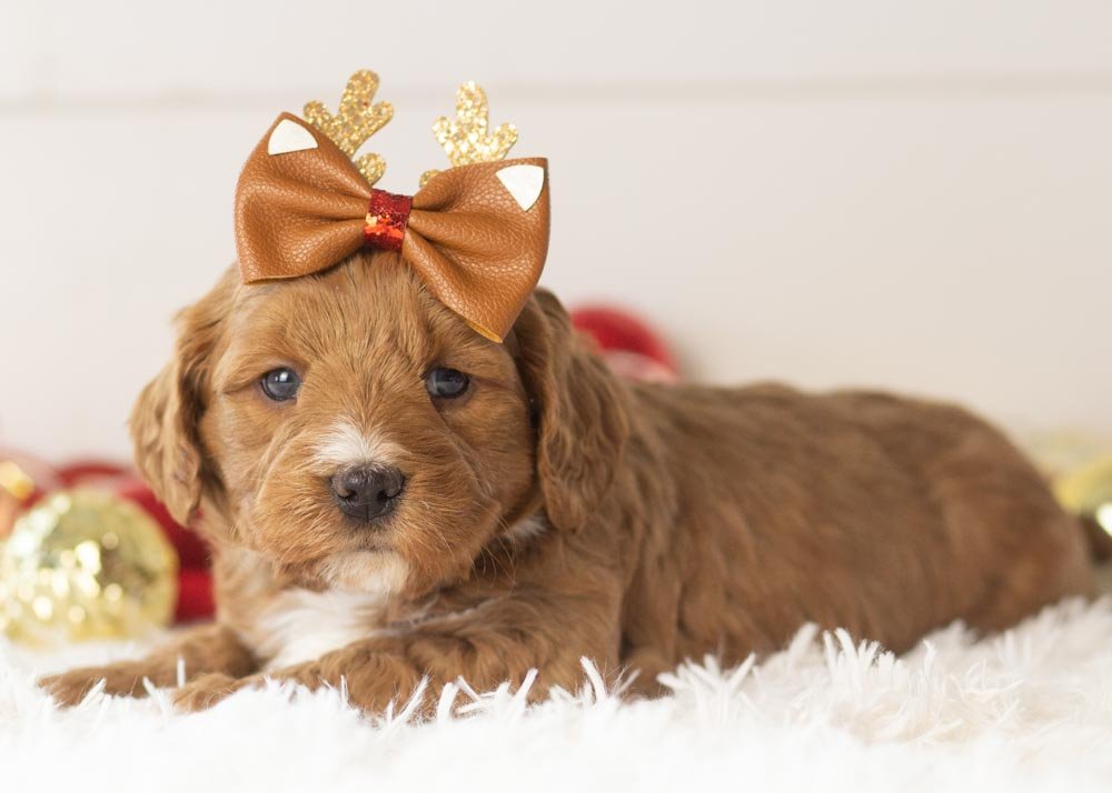 Anna goldendoodle for sale(2).jpg