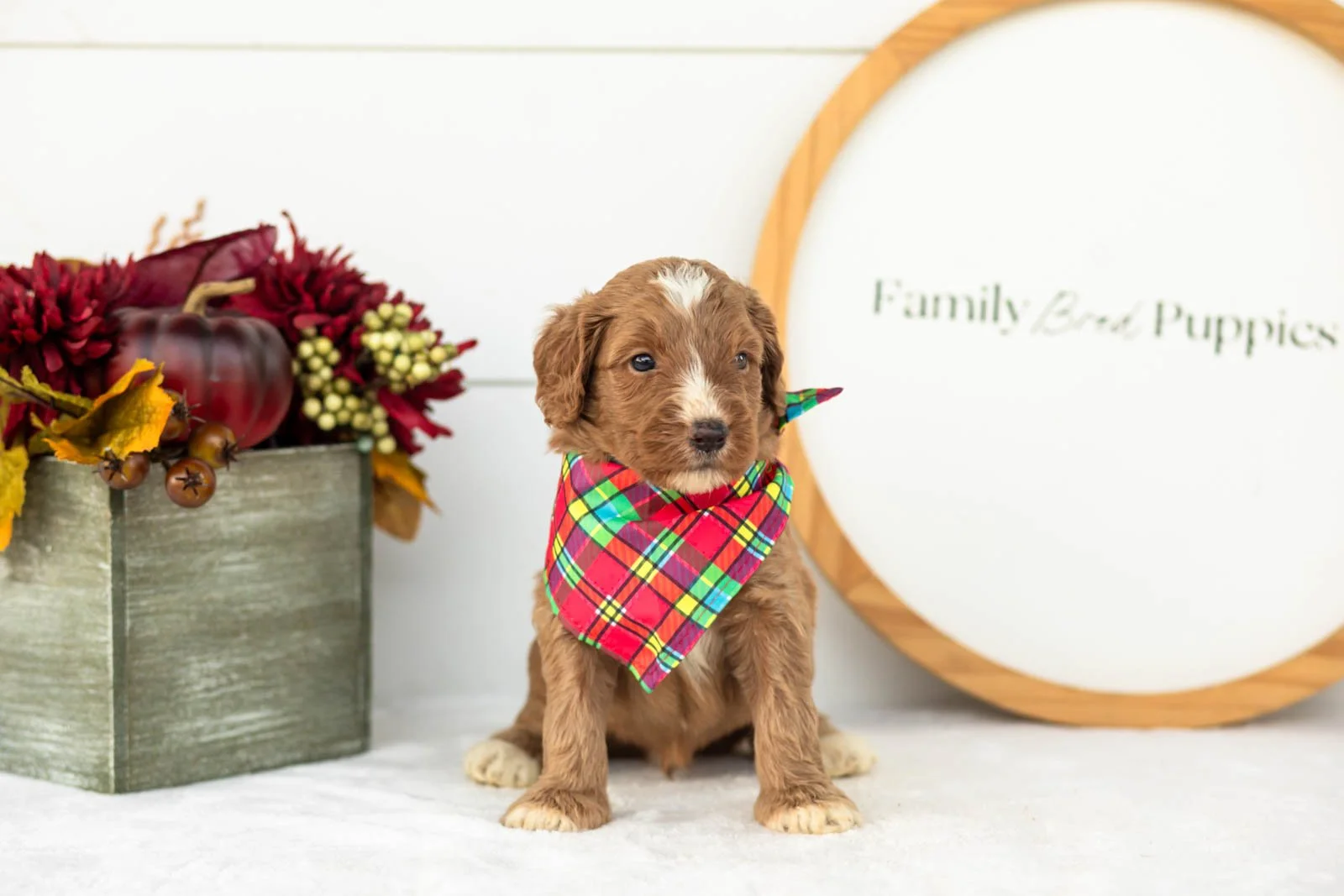 Andes goldendoodle for sale(2).jpg