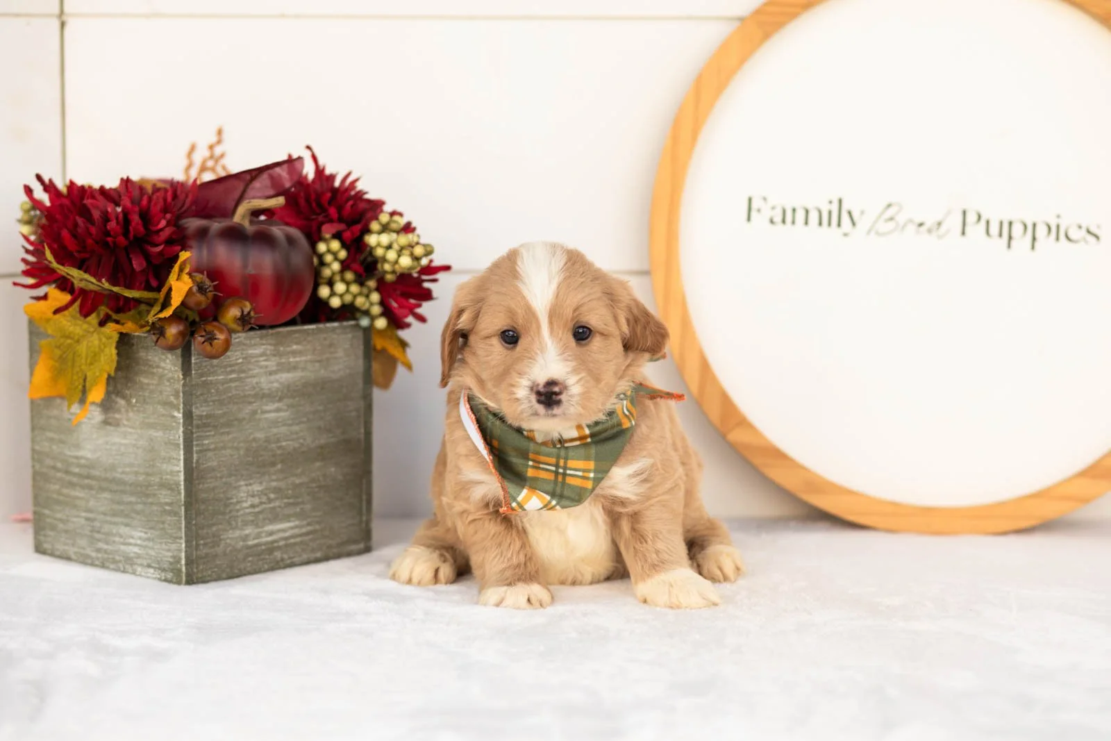 Rusty goldendoodle for sale(2).jpg