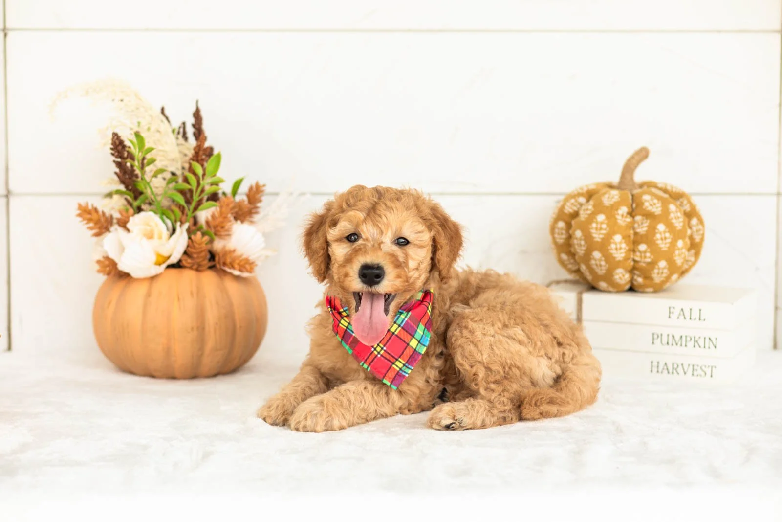 Jasper goldendoodle for sale 5.jpg