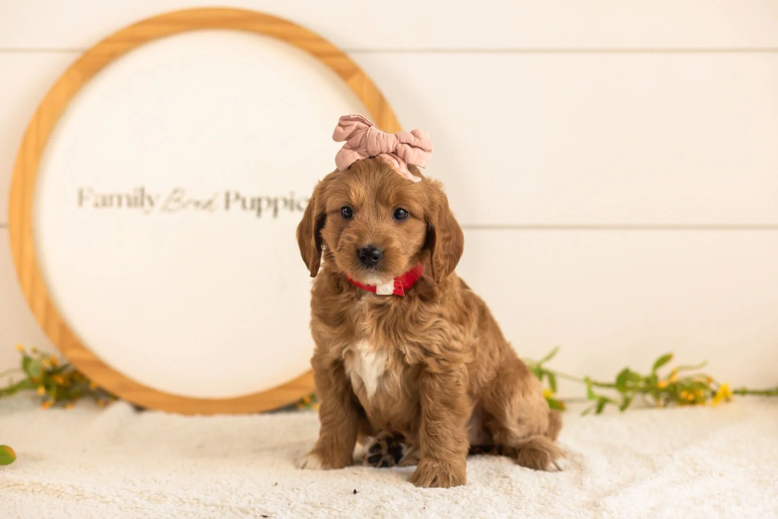 Lani goldendoodle for sale.jpg