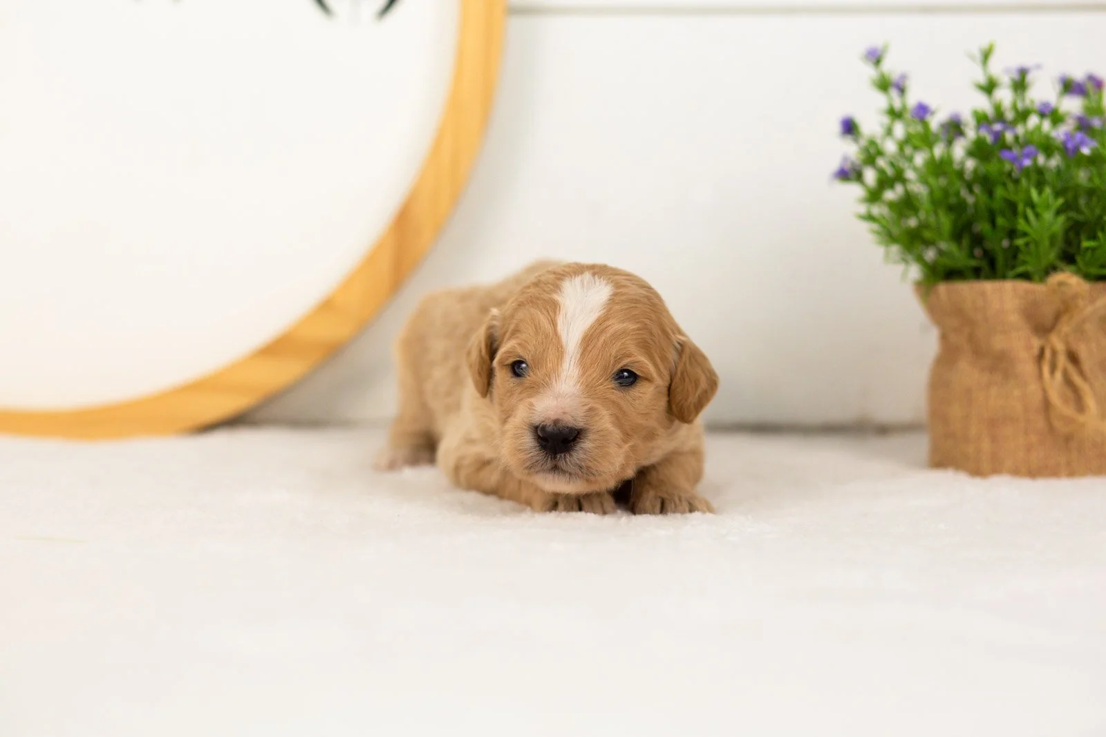 Danny goldendoodle for sale.jpg