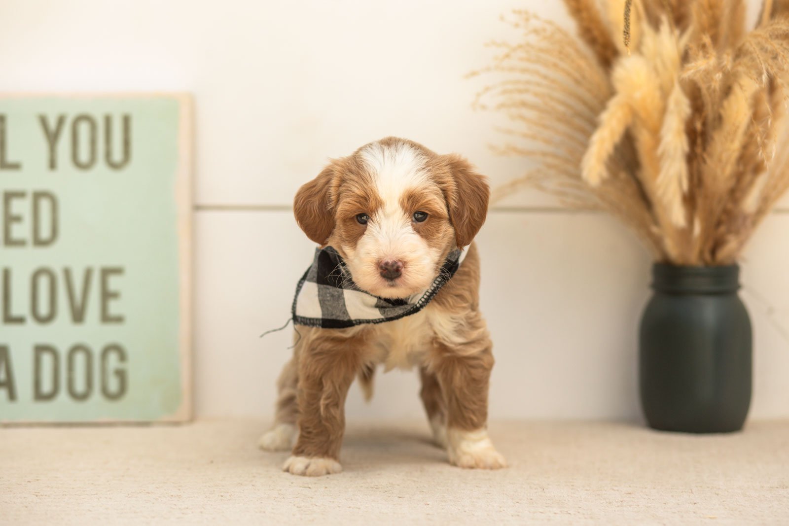 Sparrow goldendoodle for sale(2).jpg