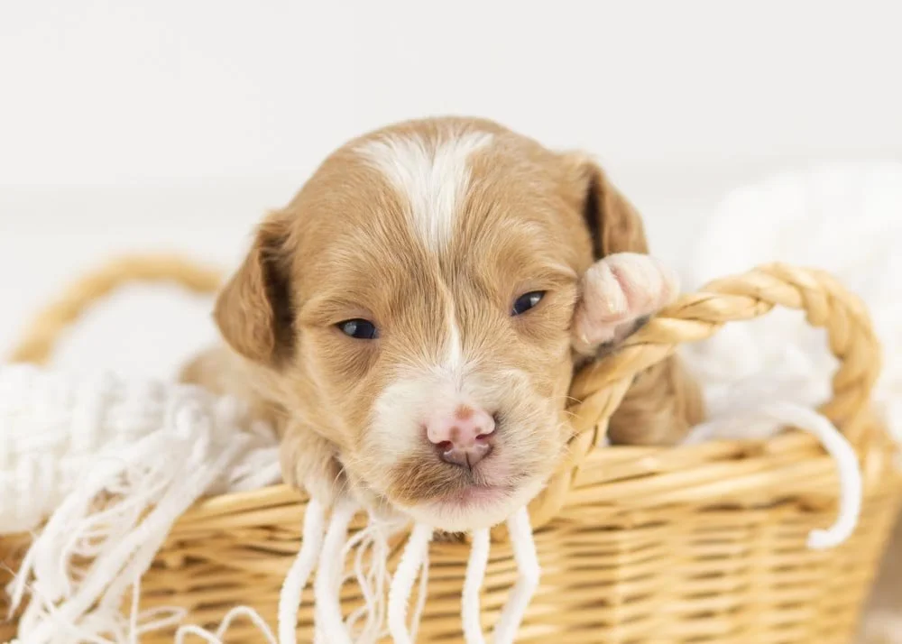 Rhett goldendoodle for sale.jpg
