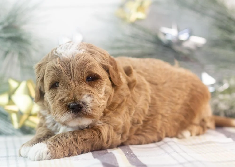 Brax goldendoodle for sale(2).jpg