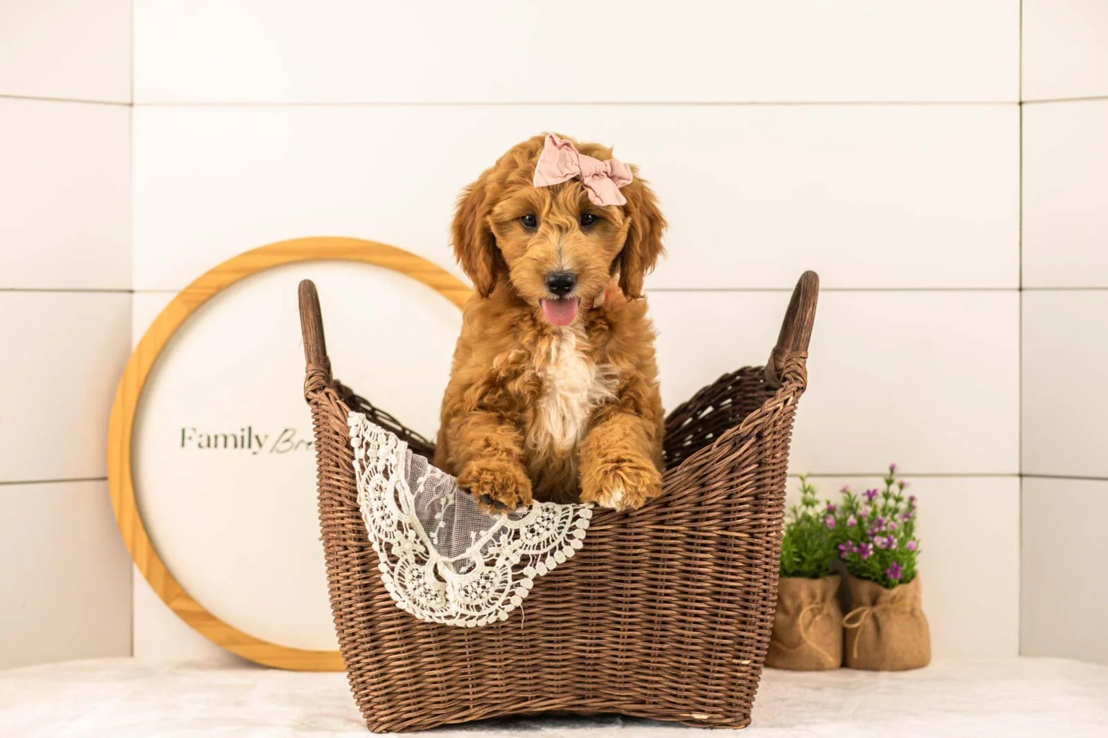 Stormy goldendoodle for sale(3).jpg