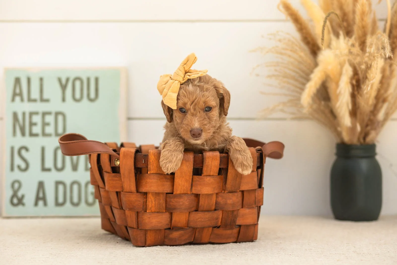 Scarlett goldendoodle for sale(2).jpg