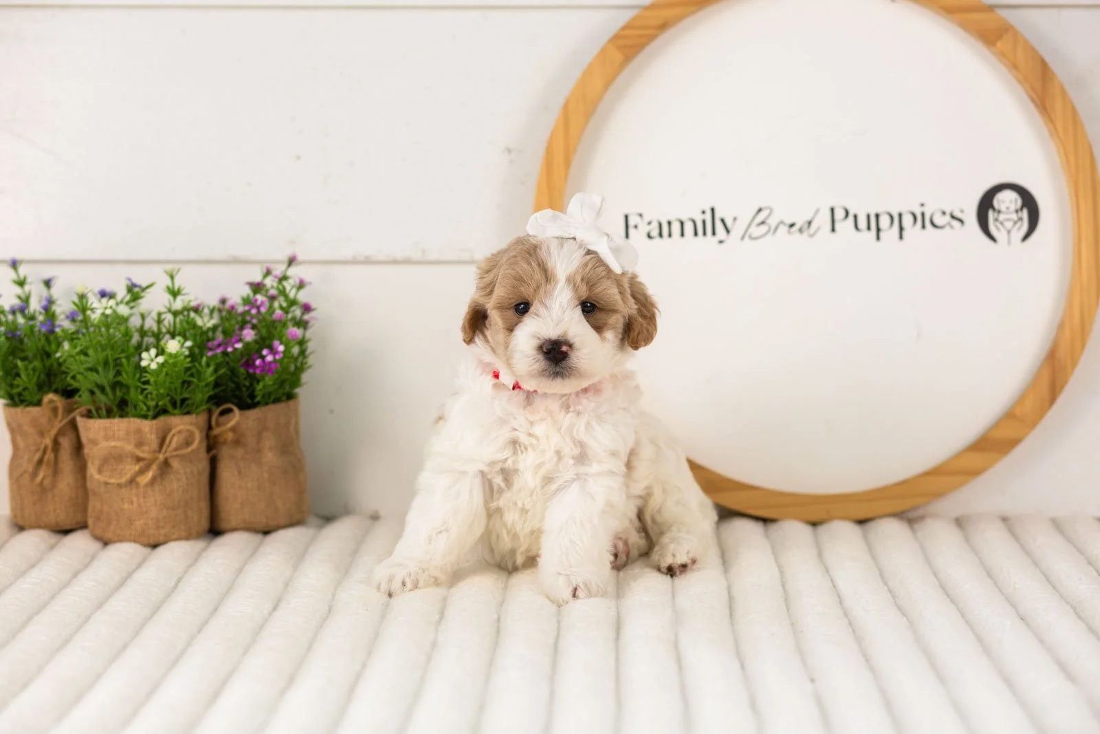 Dee goldendoodle for sale(1).jpg
