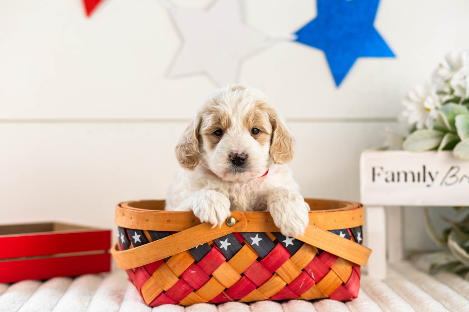Jasper goldendoodle for sale(4).jpg