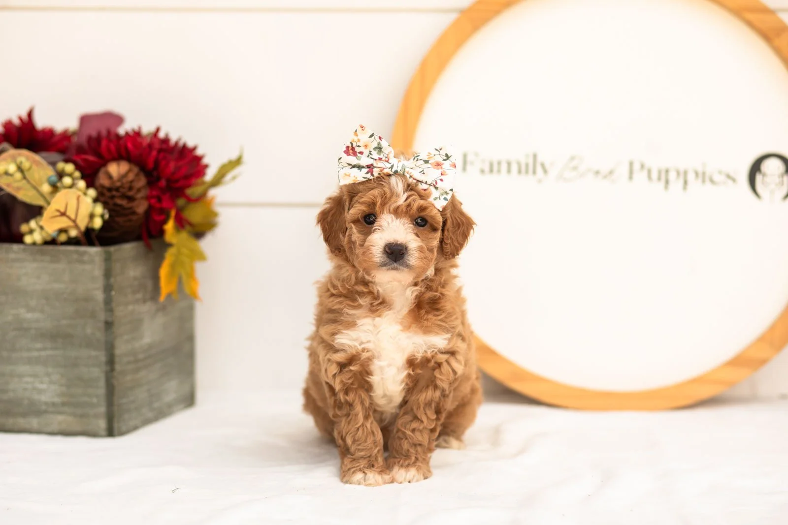 Honey goldendoodle for sale(3).jpg