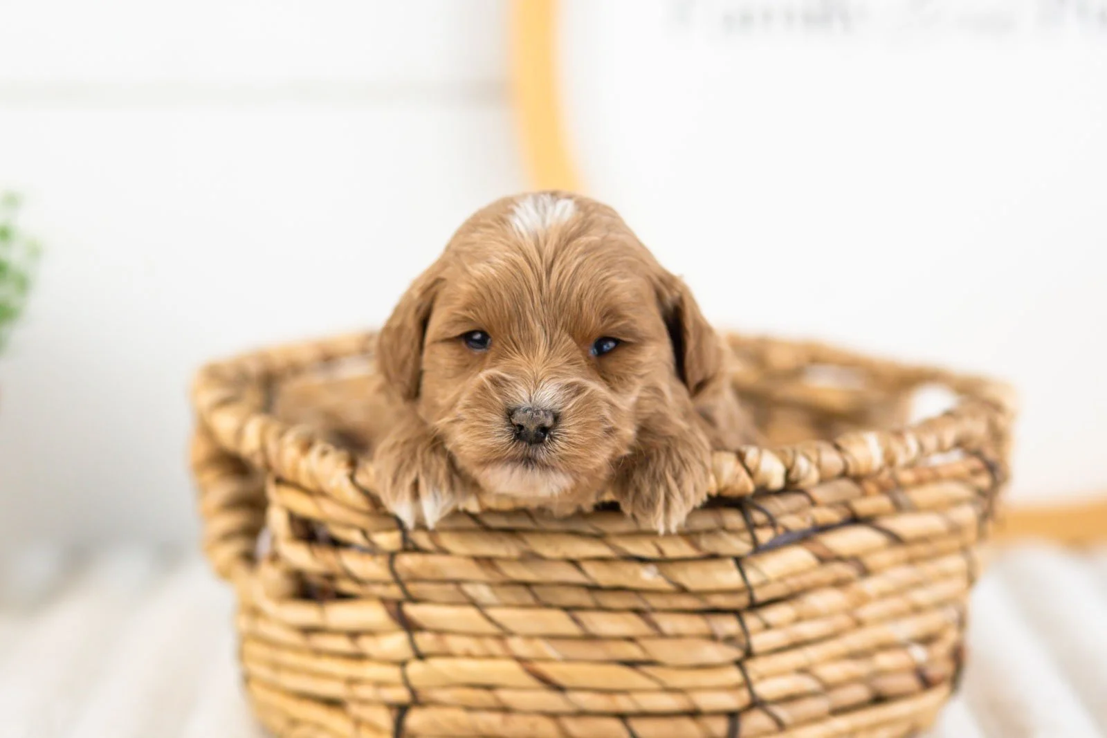 cobalt goldendoodle for sale(3).jpg