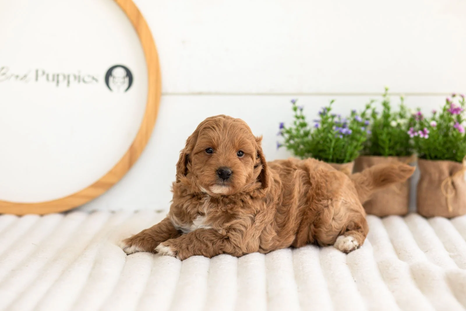 Ron goldendoodle for sale(4).jpg