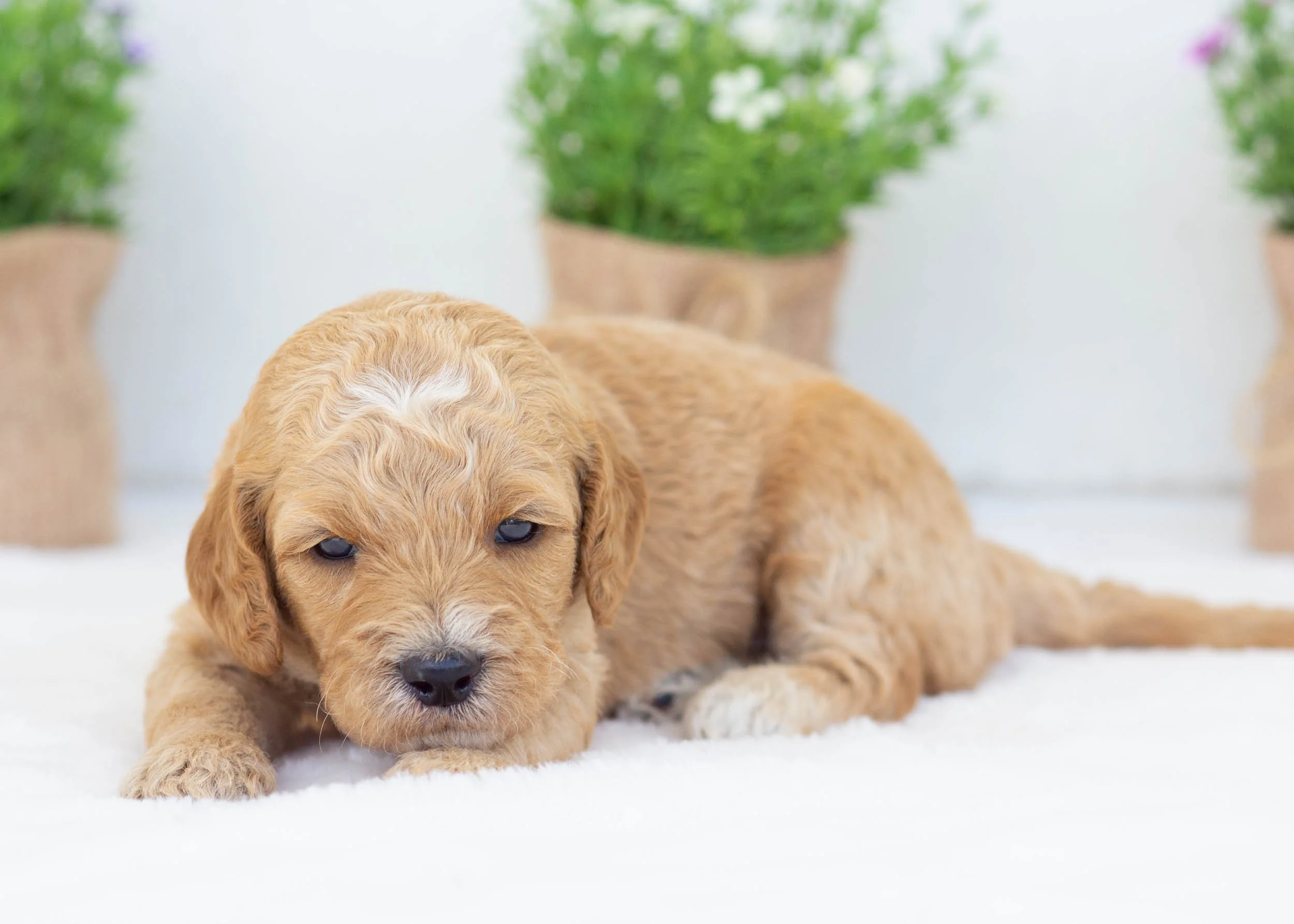 Par goldendoodle for sale.jpg