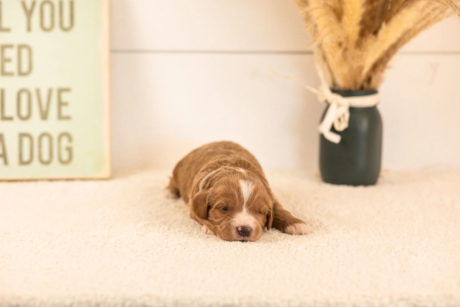 westley goldendoodle for sale(1).jpg