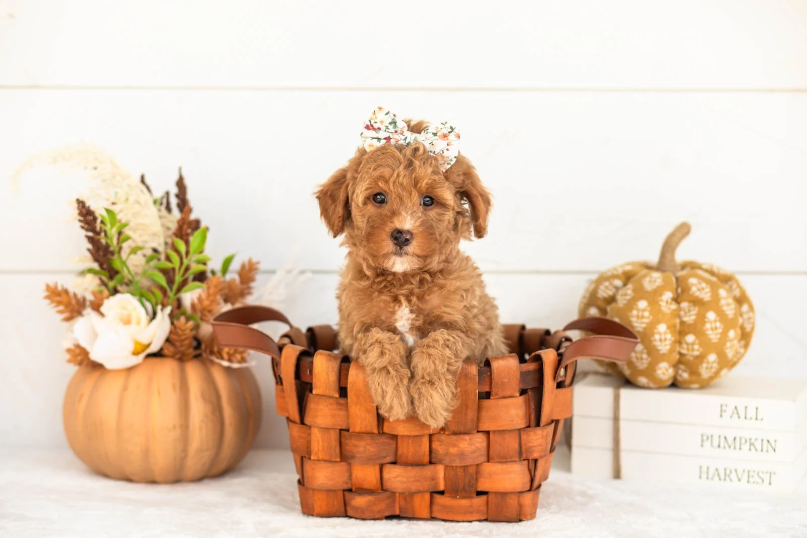Juliet goldendoodle for sale 1.jpg