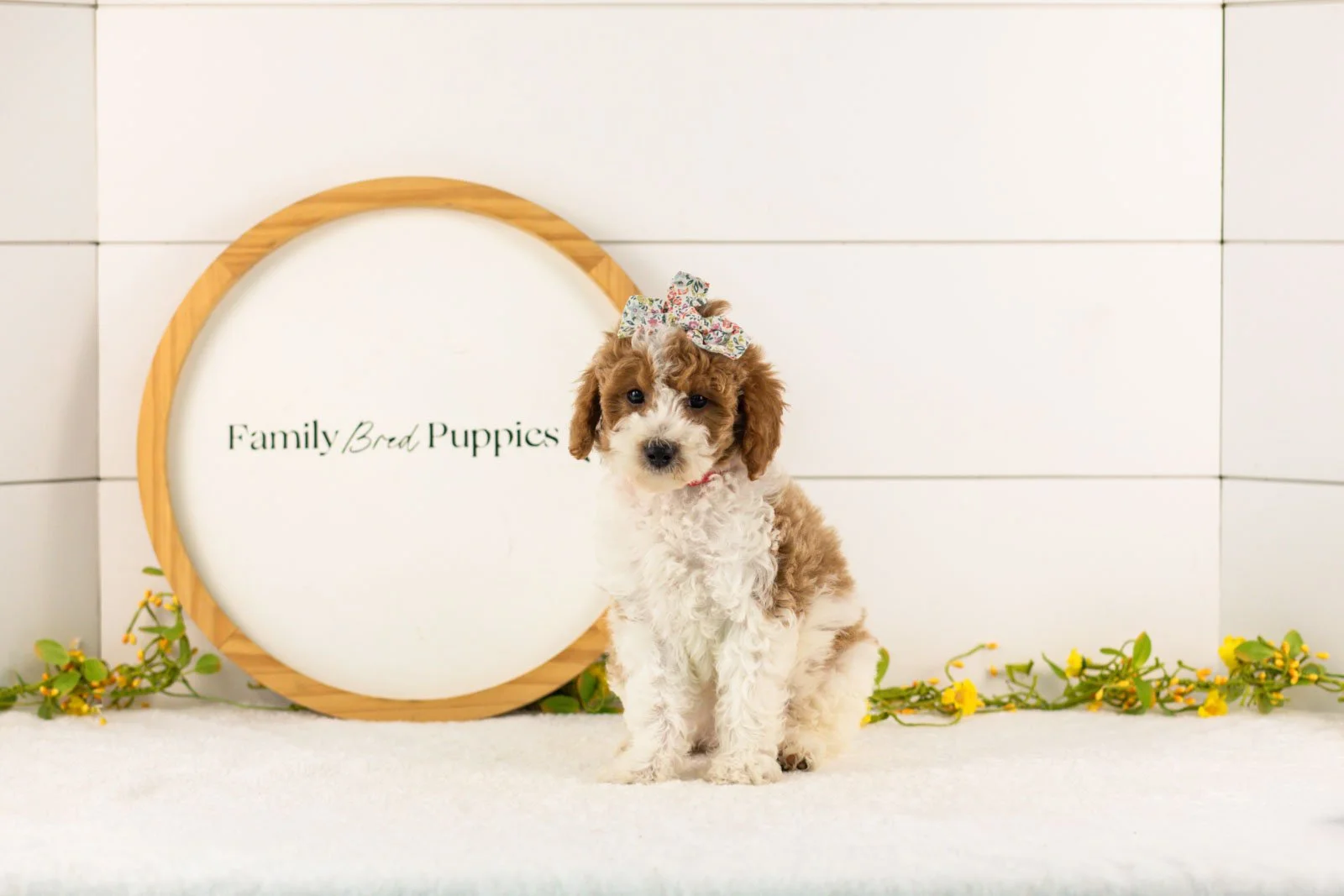 Lucy goldendoodle for sale(1).jpg