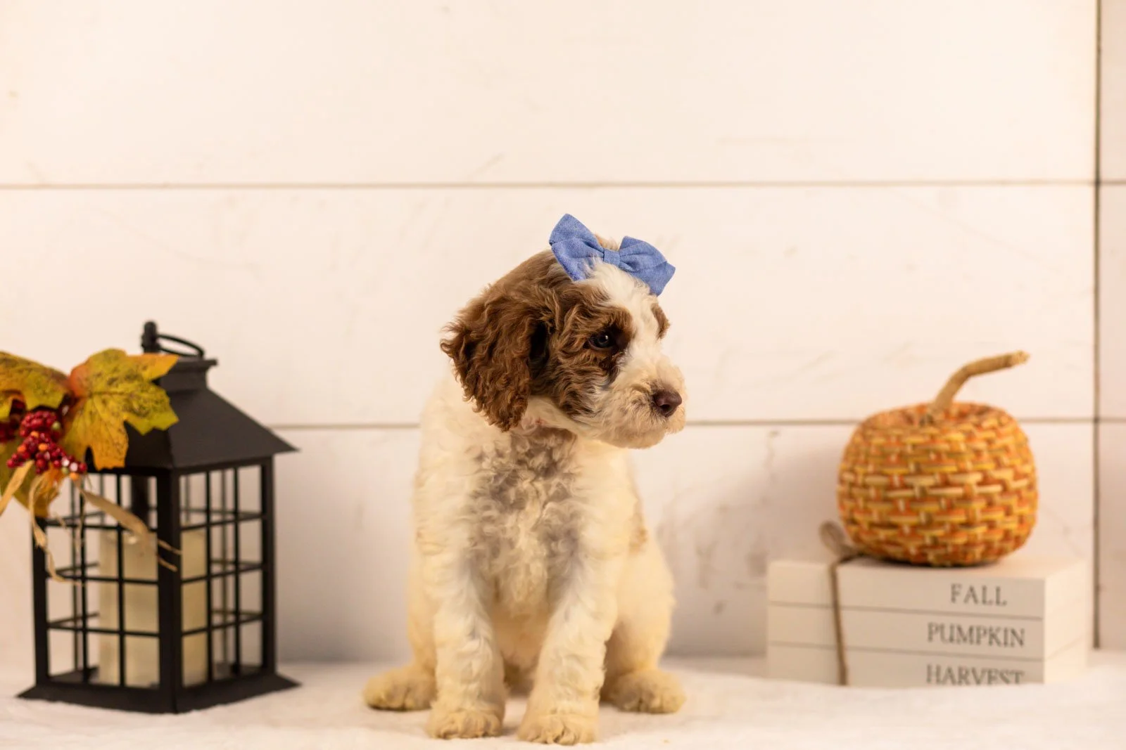 Laurie goldendoodle for sale 4.jpg