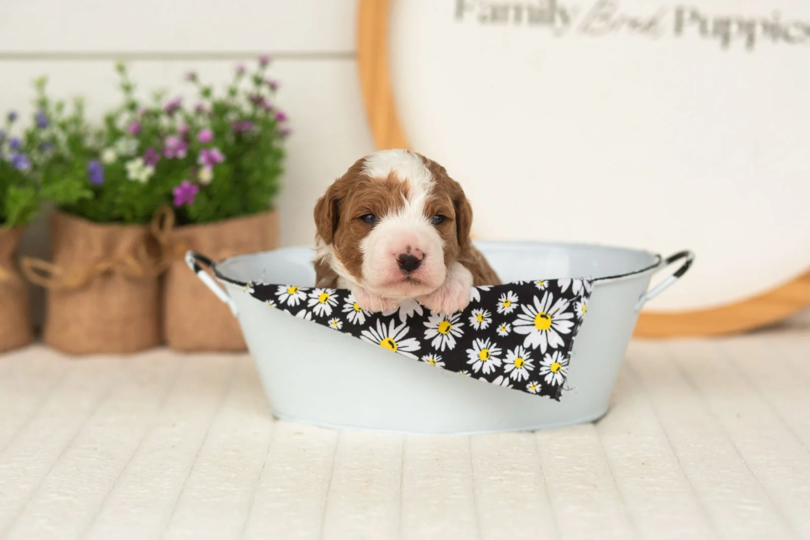 Rocket goldendoodle for sale(4).jpg
